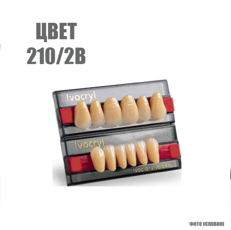 Зубы искуственные в цвете chromascop передние для н/ч SR Vivodent set of 6 lower 210/2В А8 купить